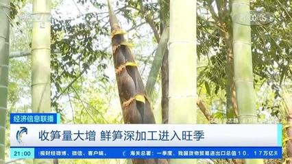 春笋抢"鲜"上市!工厂收笋量大涨 鲜笋深加工进入旺季→