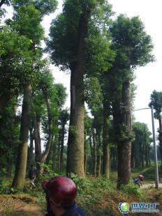 供应3000亩15至50公分湖南益阳香樟树——优质农副产品选择