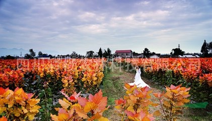 湖南益阳“红霞杨” 彩叶植物中的璀璨瑰宝